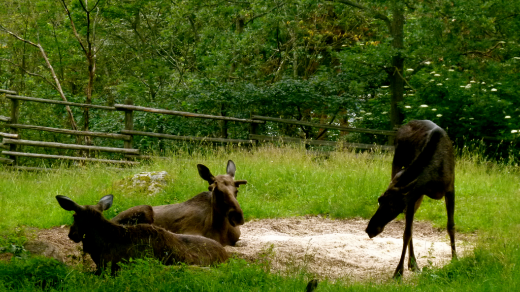 Moose at Skansen